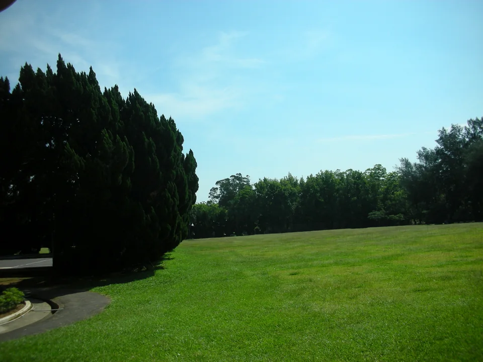石門大草坪實景，中央是寬闊草地，外圍有高大樹木