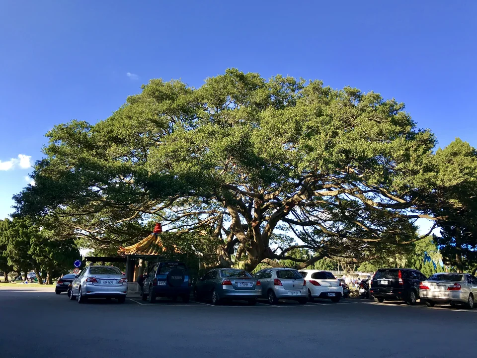 十一份集福宮與旁邊的大榕樹實景